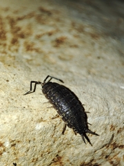 Porcellionides sexfasciatus