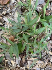 Dichanthelium