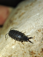 Porcellionides sexfasciatus