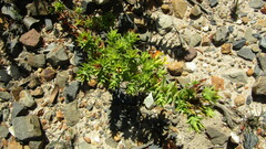 Aspalathus cordata