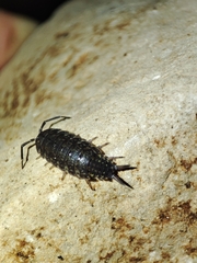 Porcellionides sexfasciatus