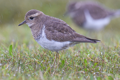 Charadrius modestus