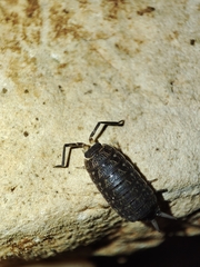 Porcellionides sexfasciatus