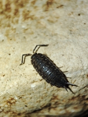 Porcellionides sexfasciatus