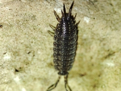 Porcellionides sexfasciatus