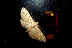 Gymnoscelis rufifasciata