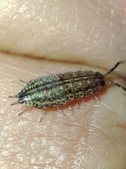 Porcellionides sexfasciatus