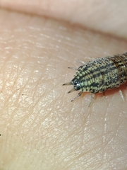 Porcellionides sexfasciatus