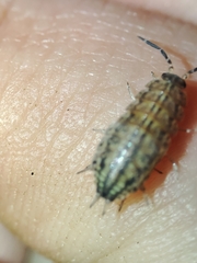 Porcellionides sexfasciatus