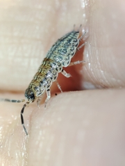 Porcellionides sexfasciatus