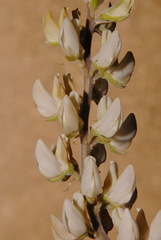 Lupinus elatus