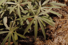 Lupinus elatus