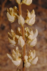Lupinus elatus