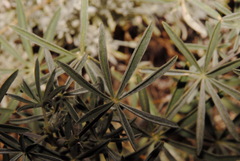 Lupinus elatus