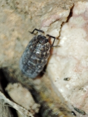 Porcellionides sexfasciatus