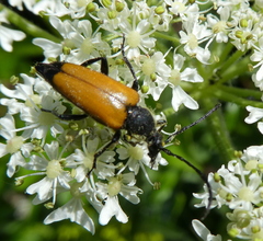 Paracorymbia fulva