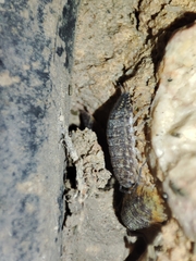 Porcellionides sexfasciatus