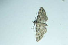 Gymnoscelis rufifasciata