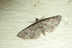 Gymnoscelis rufifasciata