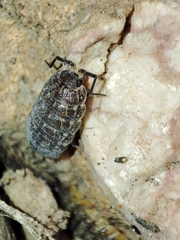 Porcellionides sexfasciatus