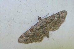 Gymnoscelis rufifasciata