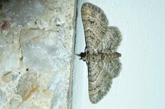 Gymnoscelis rufifasciata
