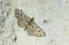 Gymnoscelis rufifasciata