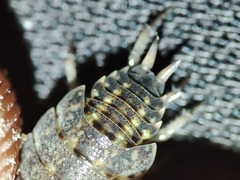 Porcellionides sexfasciatus