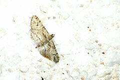 Gymnoscelis rufifasciata