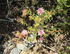 Diastella divaricata divaricata