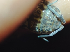 Porcellionides sexfasciatus
