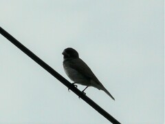 Sporophila caerulescens