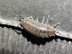 Porcellionides sexfasciatus