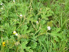 Cnidoscolus albomaculatus