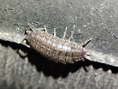 Porcellionides sexfasciatus