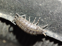 Porcellionides sexfasciatus