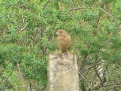 Sporophila caerulescens