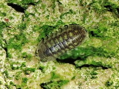 Armadillidium granulatum
