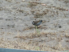 Gallinula chloropus