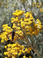 Pyropteron chrysidiforme