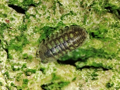 Armadillidium granulatum