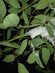 Cephisus siccifolius