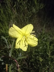 Oenothera affinis