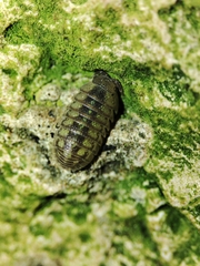 Armadillidium granulatum