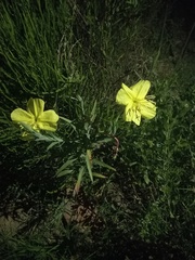 Oenothera affinis