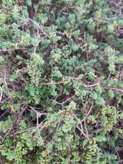 Aceria caulobia
