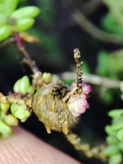 Aceria caulobia