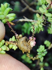 Aceria caulobia