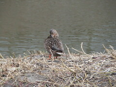 Anas platyrhynchos