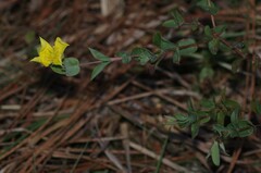 Hypericum tetrapetalum